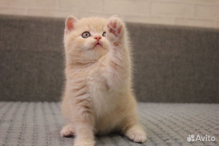 Шотландский кот
