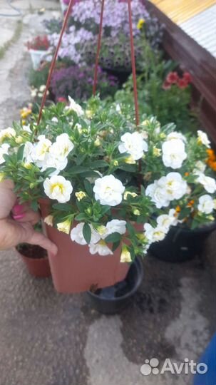 Калибрахоа