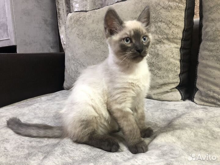 Котенок от Невской Маскарадной кошки