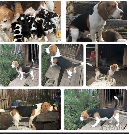 Щенки бигль