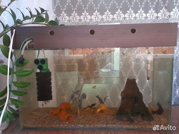 Аквариум с рыбками
