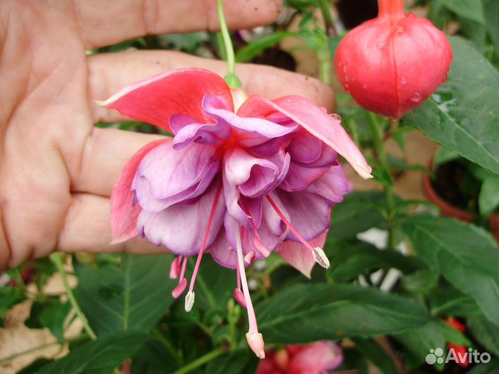 Черенки фуксии