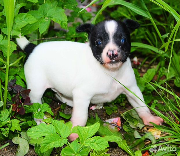 Ксолоитцкуинтли в шерсти эксклюзивный окрас