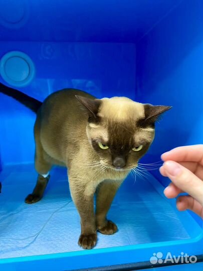 Ветеринарный врач. Узи,Кардиолог, Хирург