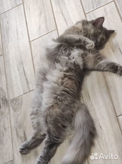 Кошка Стеша