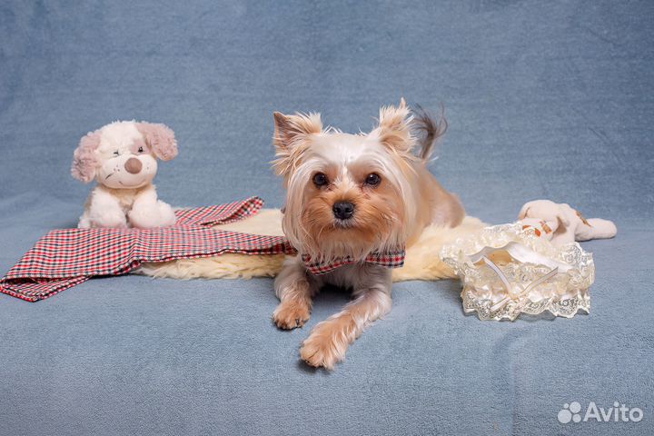 Йоркширский терьер вязка мальчик
