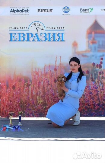 Услуги хендлера, выставочная подготовка