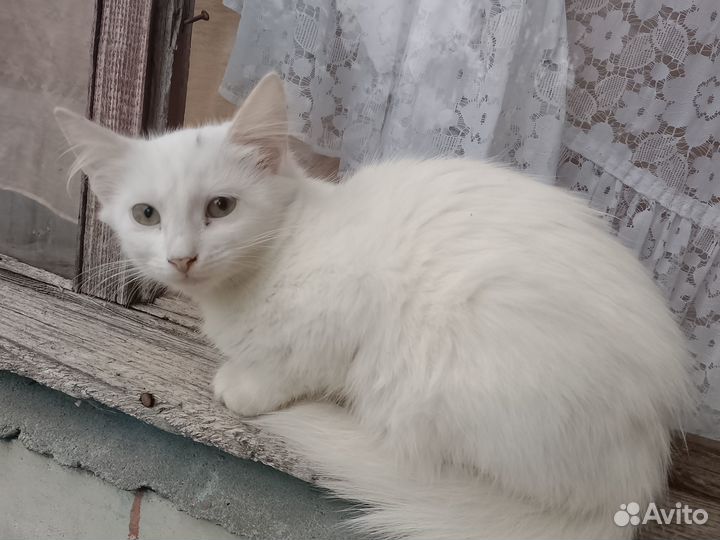 Котëнок в добрые руки