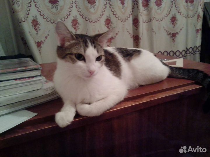 Кошка вязка