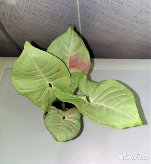 Бугенвиллия, сингониум, фил, калатея, седум