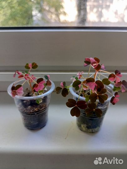 Кислица оксалис