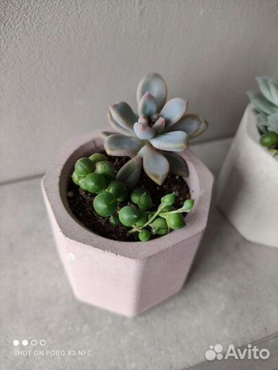 Суккуленты в бетонных горшочках