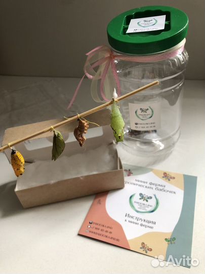 Ферма с куколками тропических бабочек