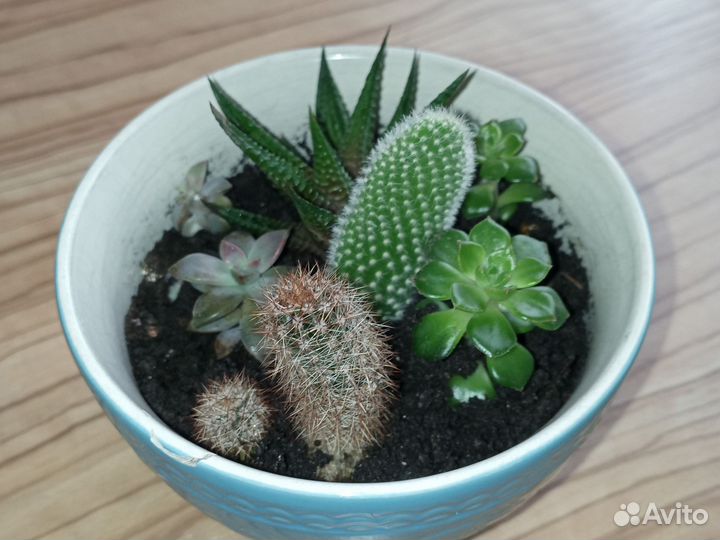 Флорариум суккуленты и кактусы
