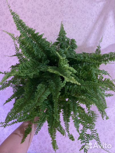 Пароротник