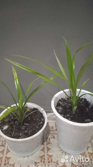 Фикус, панданус