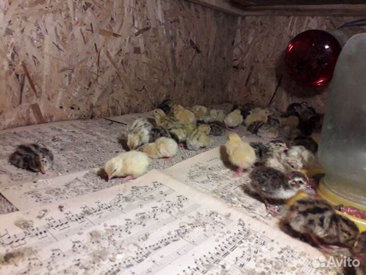 Яйца перепелиные