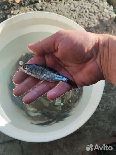 Живец для рыбалки