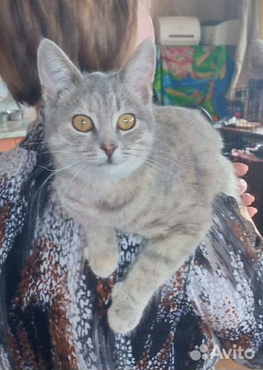 Котенок в добрые руки