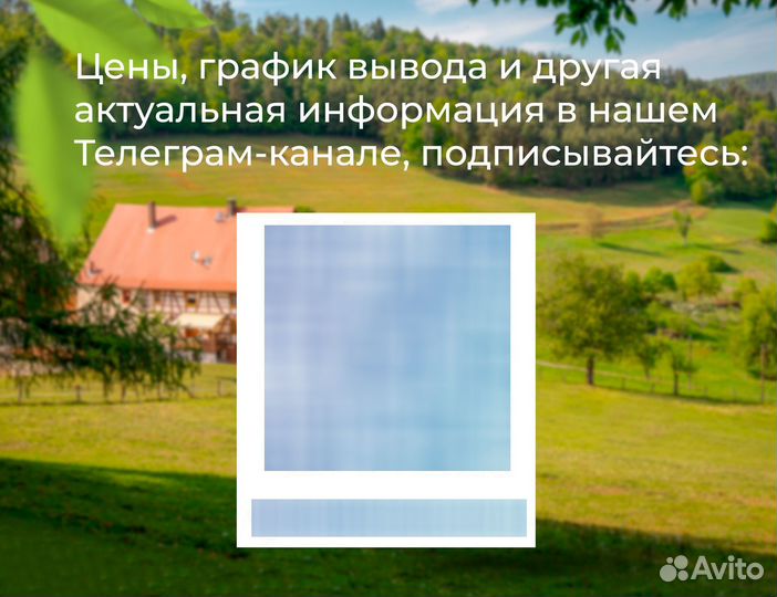 Суточные утята Цветной башкирской утки