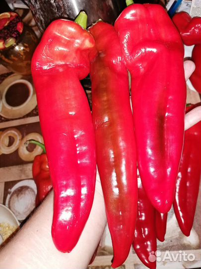 Перец, коллекционные сорта