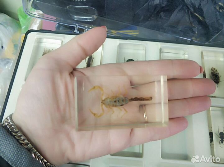 Коллекция насекомых