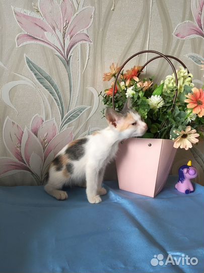 Трехцветное чудо в дар