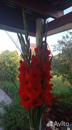 Гладиолусы букет