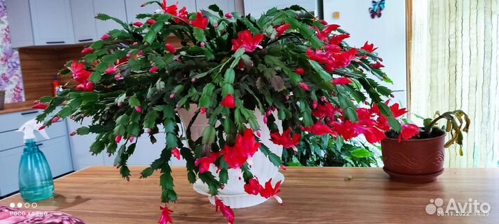 Декабристы,алоэ,розан,денежное дерево