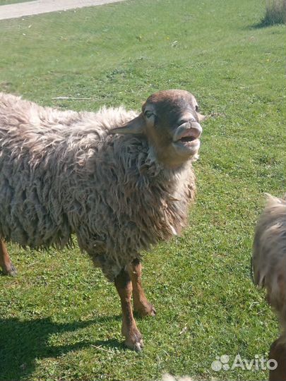 Овцы бараны