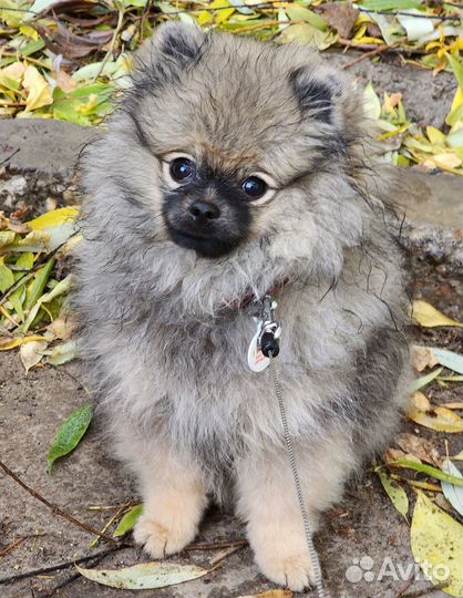 Дрессировка собак с передержкой и с выездом