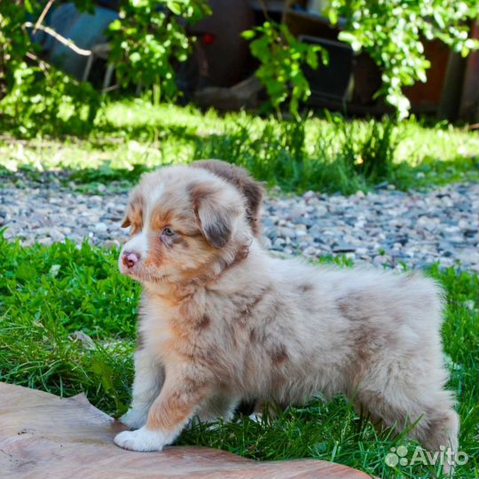 Малыши Аусси с документами