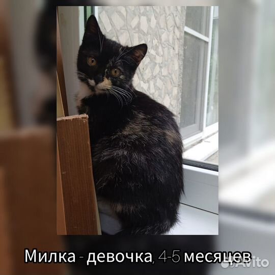 Кошка