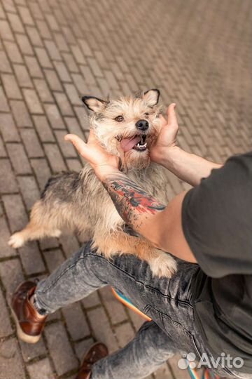 Красавец Боско в добрые руки