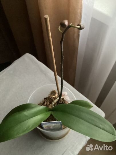 Орхидея фаленопсис