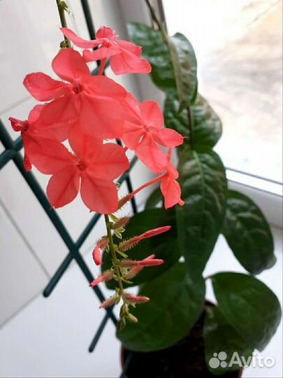 Свинчатка голубая и красная. Иксора