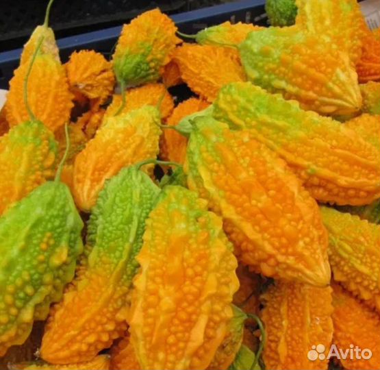 Рассада момордики (