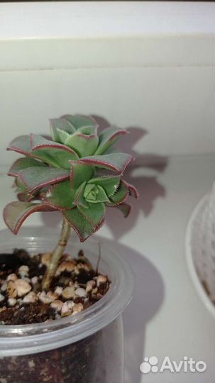 Крассула плауновидная,эониум Киви