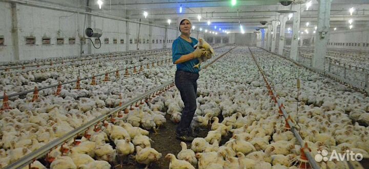 Вахта работа животновод в Перми