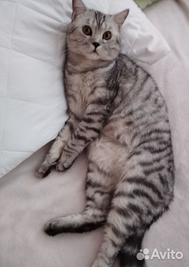 Отдам кота в добрые руки