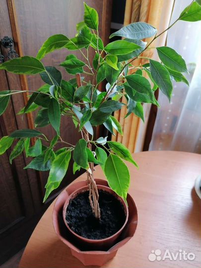 Фикус Бенджамина