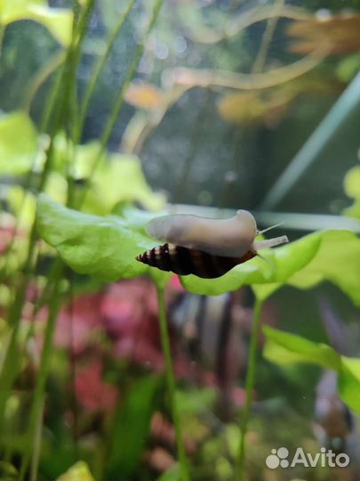 Улитка Хелена, Креветки Вишня