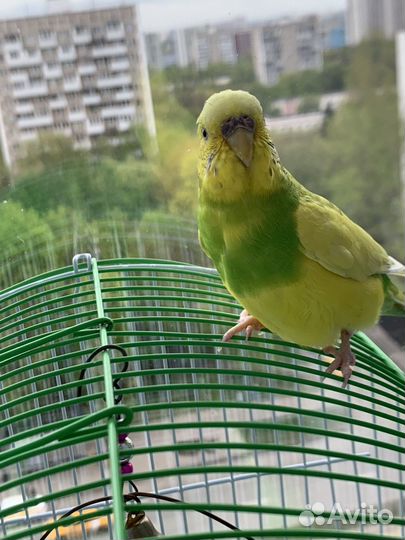 Волнистый попугай ручной с клеткой