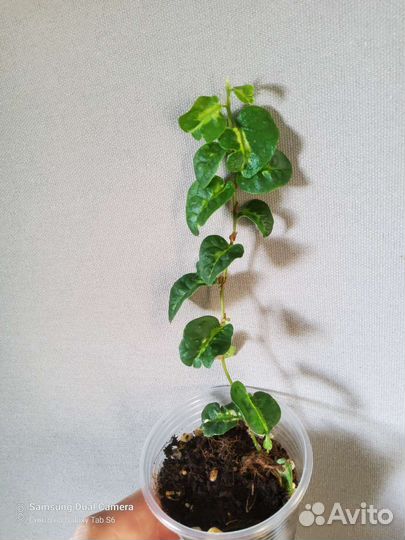 Фикусы сортовые