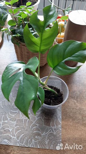 Рафидофора тетрасперма(монстера минима)