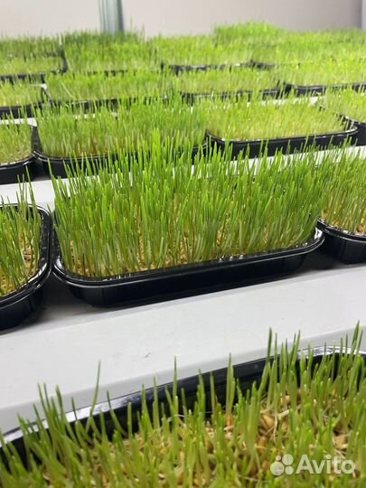 Трава для кошек собак пророщенная пшеница