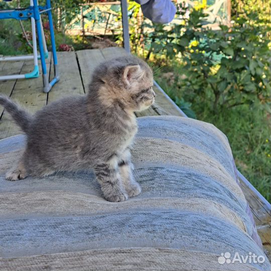 Два котика страйт