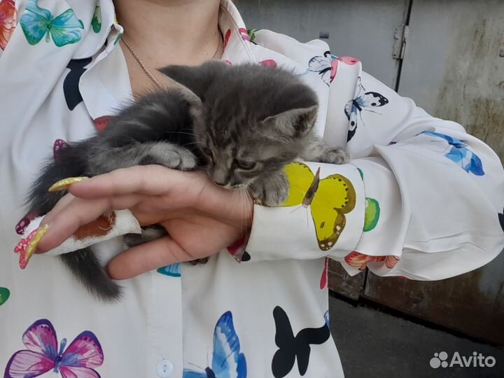 Кошка в дар бесплатно