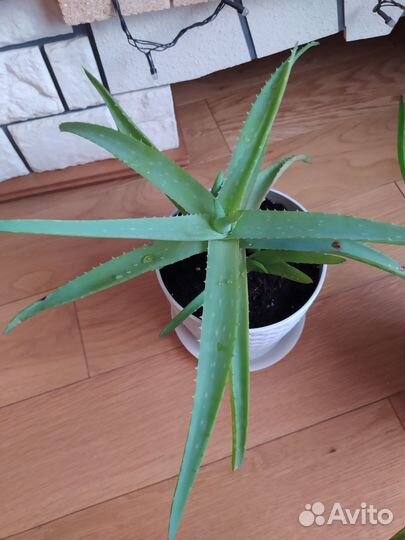 Комнатные домашние растения-Алоэ Вера