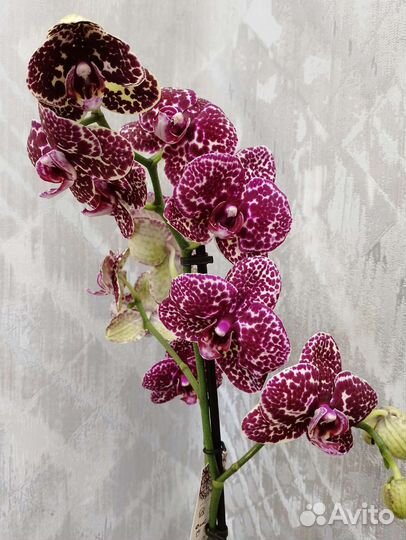 Цветущая орхидея Дикий кот